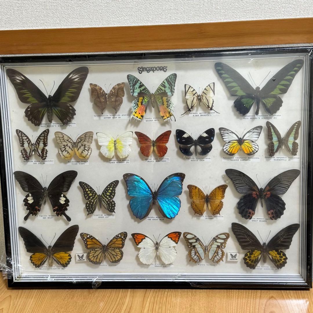 蝶 標本 額入り 22種　モルフォ　等　昆虫標本 蝶標本 まとめ売り Amazon.co.jp: ジャイアントブルーモルフォ蝶標本、本物の